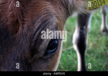 Veau brun rouge avec l'identification de l'oreille, Close up Banque D'Images