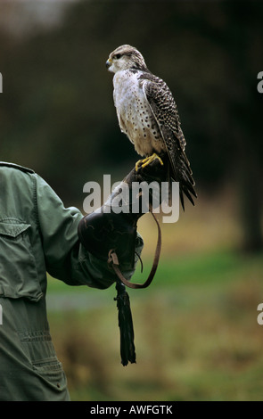 Le faucon gerfaut ou Gyr Falcon (Falco rusticolus) perché sur une main de M. Falconer, Nordrhein-Westfalen, Germany, Europe Banque D'Images