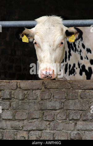 Le noir et blanc spotted cow (Bovinés) scrutant d'une grange en Rhénanie du Nord-Westphalie, Allemagne, Europe Banque D'Images