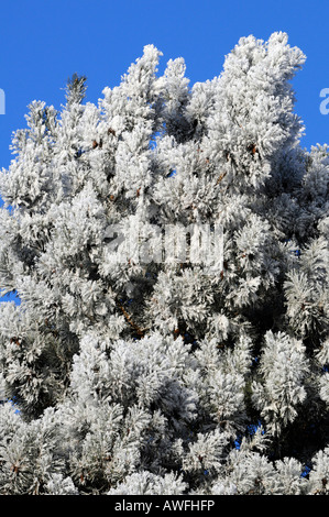 Pinus strobus avec de la gelée blanche le matin Banque D'Images