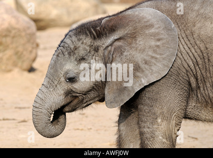 L'éléphant africain, juvénile , Loxodonta africana, dans le tierpark Berlin, Allemagne Banque D'Images