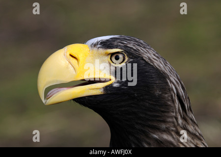 L'aigle de mer géantes, Haliaeetus pelagicus Banque D'Images