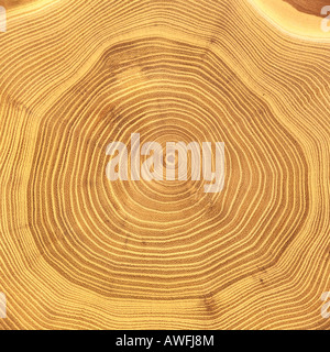 Mélèze (Larix) tronc d'arbre en coupe : les anneaux de croissance des arbres Banque D'Images