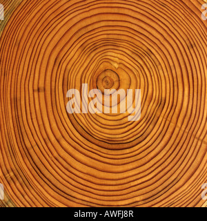 Mélèze (Larix) tronc d'arbre en coupe : les anneaux de croissance des arbres Banque D'Images