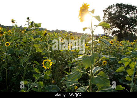 Tournesols contre le soleil, coucher de soleil, contre-jour, monument de Hambourg, en Allemagne, en Europe du nord Banque D'Images