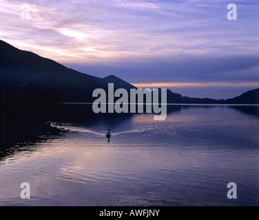 Mute Swan (Cygnus olor) sur le lac de Fuschlsee, Salzkammergut, Salzburger Land, Autriche, Europe Banque D'Images