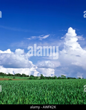 Thunderheads Cumulonimbus dans un ciel bleu, approchant orage Banque D'Images