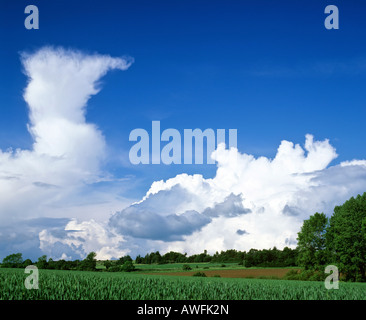 Thunderheads Cumulonimbus dans un ciel bleu, approchant orage Banque D'Images