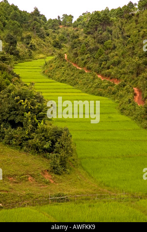 Photographie de rizières à proximité de Kalaw au Myanmar Banque D'Images