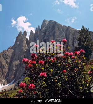 Roses alpines de plus en face de Mt. Plattkofel Langkofelgruppe, gamme, Dolomites, Tyrol du Sud, Italie, Europe Banque D'Images