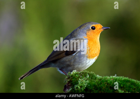 Robin - european robin redbreast -- (Erithacus rubecula aux abords) Banque D'Images