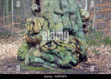 Grand arbre dans la forêt de Sherwood Nottinghams Banque D'Images