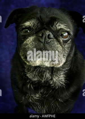 Portrait de chien pug noir avec fond bleu. Banque D'Images