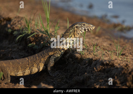 Moniteur du Nil (Varanus niloticus) Banque D'Images