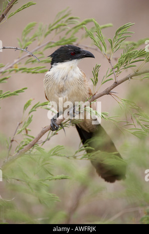 Coucal de Burchell (Centropus burchelli) perché dans l'arbre Banque D'Images