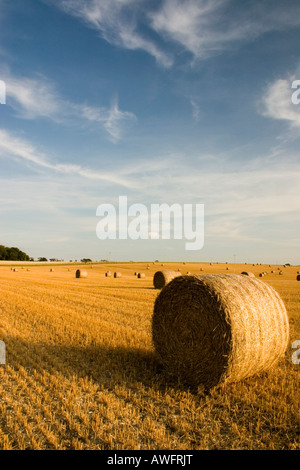 Balles de paille prêtes à être récoltées par l'agriculteur après la récolte. Banque D'Images