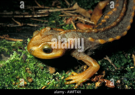 Tylototriton verrucosus, Tibet ou salamandre crocodile Banque D'Images