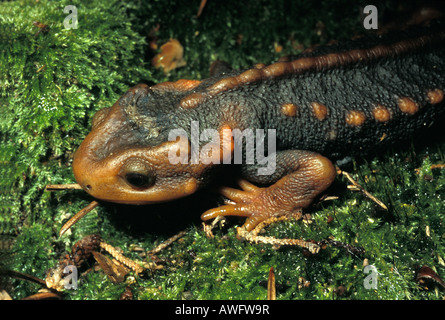 Tylototriton verrucosus, Tibet ou salamandre crocodile Banque D'Images