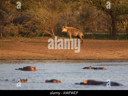 L'Hyène tachetée (Crocuta crocuta) marcher le long de rives d'un étang rempli d'hippopotames Banque D'Images