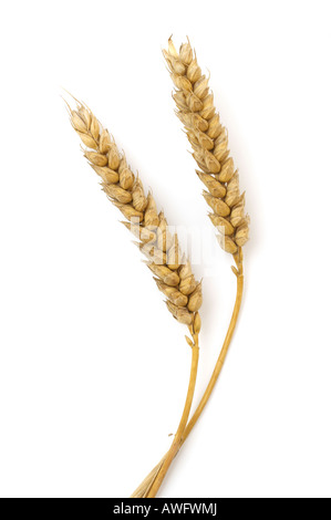 Deux épis de blé coupé Banque D'Images