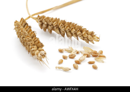 Deux épis de blé avec des grains séparés et la paille Banque D'Images