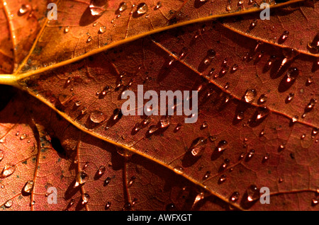 Un gros plan du centre d'une feuille d'érable automne couverte de gouttes de pluie après une douche Banque D'Images