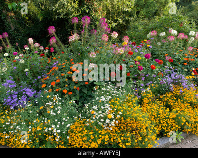 Fleurs araignée (syn. tarenaya cleome), zinnias zinnia (FLOSS), fleurs (ageratum) et les œillets d'Inde (Tagetes) Banque D'Images