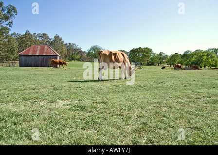 Les vaches paître dans le champ à la ferme Banque D'Images