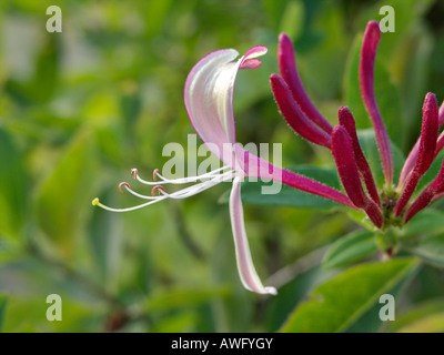 Chèvrefeuille (lonicera caprifolium italien) Banque D'Images