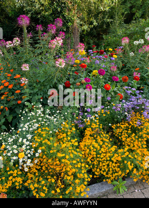 Fleurs araignée (syn. tarenaya cleome), zinnias zinnia (FLOSS), fleurs (ageratum) et les œillets d'Inde (Tagetes) Banque D'Images