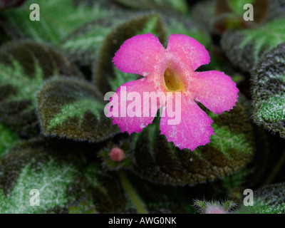 Episcia cupreata flamme violette ('panthère rose') Banque D'Images