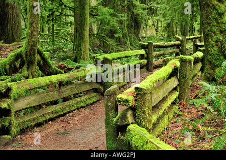 Chemin à travers la forêt ancienne Cathedral Grove MacMillan Provincial Park de l'île de Vancouver, Colombie-Britannique Banque D'Images