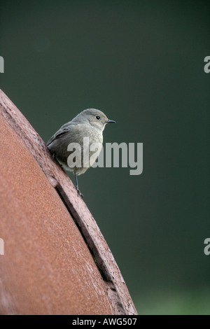 Rougequeue noir Phoenicurus ochruros Banque D'Images