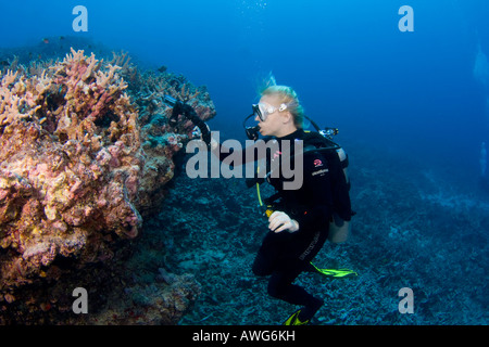 Un plongeur s'aligne sur un récif avec son point de vue et l'appareil photo numérique dans un boîtier sous-marin avec des stroboscopes, côte de Kona, Hawaï. Banque D'Images