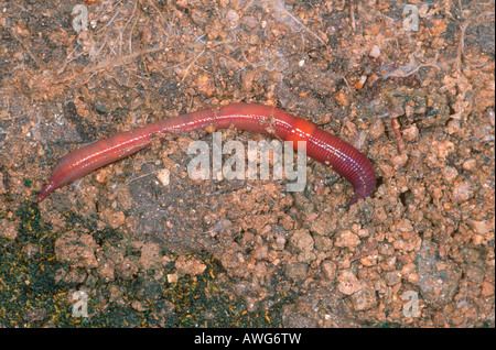 Ver de terre commun, Lumbricus terrestris. Sur le sol Banque D'Images