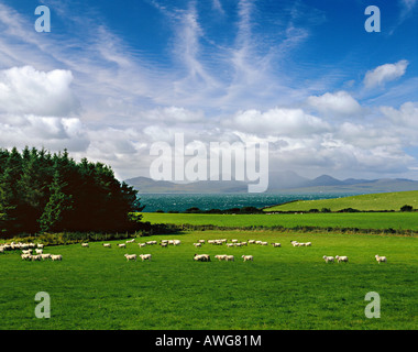 L'île de Jura de la côte d'Argyll Knapdale.La recherche à travers le son du Jura avec des moutons et nuages de tempête ferma l'Ecosse Banque D'Images