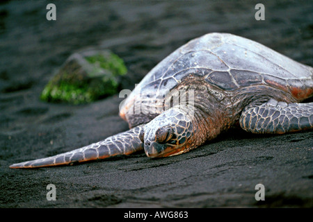 Le soleil lui-même en danger Tortue verte sur la plage de sable noir sur la grande île d'Hawaï Banque D'Images