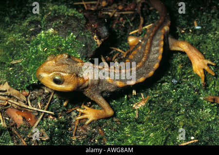 Tylototriton verrucosus, Tibet ou salamandre crocodile Banque D'Images