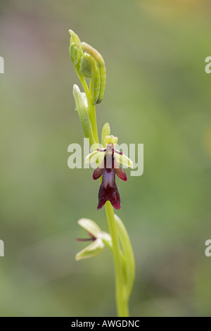 Ophrys insectifera Fly orchid croissant sur des sols de craie près de Vierzon Région Centre France Banque D'Images