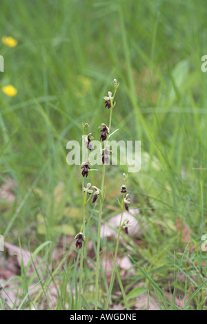 Ophrys insectifera Fly orchid growing à Chalk grassland près de Bourges Région Centre France Banque D'Images