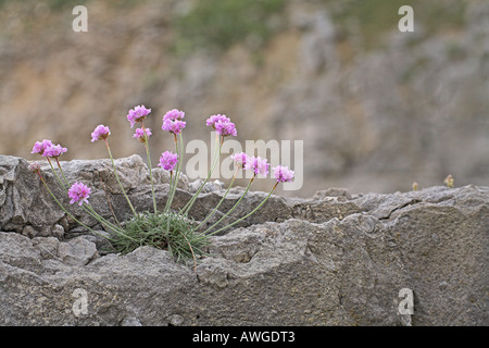 Thrift Armeria maritima groupe de fleurs poussant sur les roches calcaires côtières, Whinspit, Dorset, Angleterre Banque D'Images