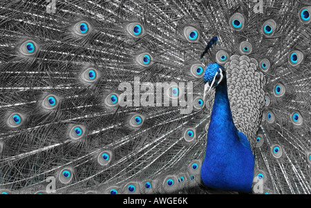 Peacock (paons indiens) affichage, désaturées sélectivement d'afficher uniquement les blue Banque D'Images