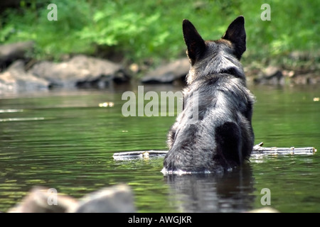 Chien assis dans l'eau chaude journée d'été sur Banque D'Images