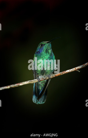 Green Violet-colibri, Colibri thalassinus oreille, à Cerro Punta, Chiriqui province, République du Panama. Banque D'Images