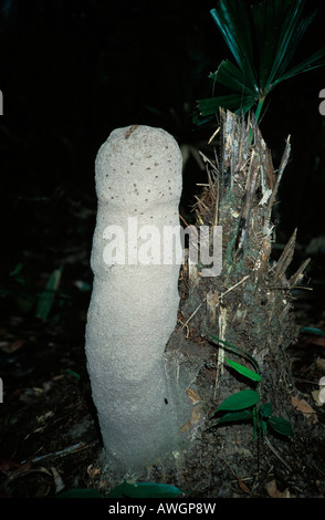Un Termitiéres en forme de phallus sumatra Banque D'Images