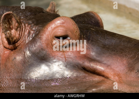 tête d’un hippopotame Banque D'Images