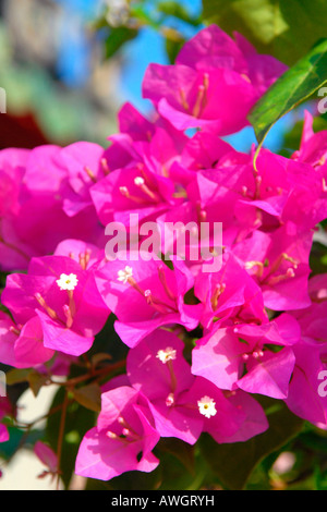 Asie extrême-Orient Vietnam , Hoi an Fukien Assembly Hall Phuc Kien Hoi Quan beau bougainvilliers rose flamboyante ou bougainvillaea fleurs Banque D'Images