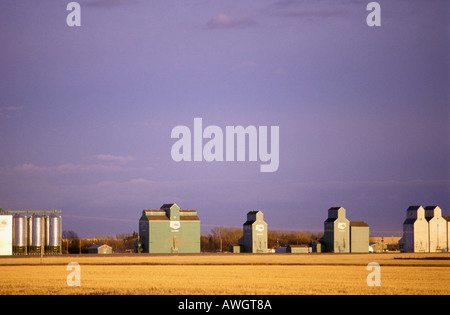 Les silos à grains en bois et en acier au sud de l'Alberta, Canada avec les Barons de champ de blé en face d'eux Banque D'Images