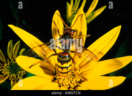 Frelon d'Europe Vespa crabro Hornisse Hornet sur fleur fleurs animaux Arthropodes Arthropodes Blueten Braunwurzgewaechse buddlei Banque D'Images