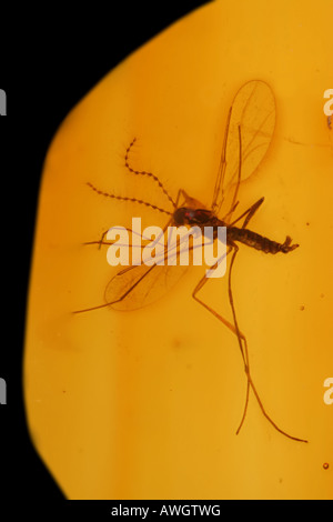 Dans l'ambre fossile cécidomyie, 30 millions d'années. Banque D'Images